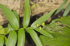 Starry False Solomon's Seal, Smilacina stellata