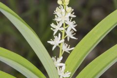 Starry False Solomon's Seal, Smilacina stellata