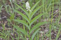 Starry False Solomon's Seal, Smilacina stellata