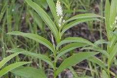 Starry False Solomon's Seal, Smilacina stellata