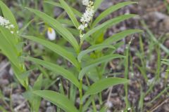 Starry False Solomon's Seal, Smilacina stellata