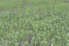 Starry False Solomon's Seal, Smilacina stellata