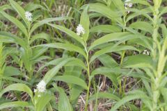 Starry False Solomon's Seal, Smilacina stellata