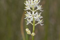 Sticky False Asphodel, Triantha glutinosa