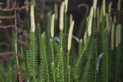 Stiff Clubmoss, Spinulum annotinum