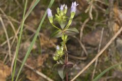 Stiff Gentian, Gentianella quinquefolia