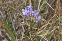 Stiff Gentian, Gentianella quinquefolia