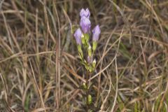 Stiff Gentian, Gentianella quinquefolia