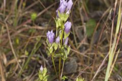 Stiff Gentian, Gentianella quinquefolia