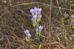 Stiff Gentian, Gentianella quinquefolia