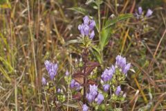 Stiff Gentian, Gentianella quinquefolia