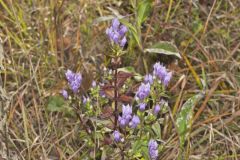 Stiff Gentian, Gentianella quinquefolia