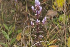 Stiff Gentian, Gentianella quinquefolia