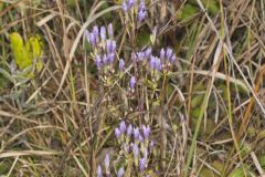 Stiff Gentian, Gentianella quinquefolia