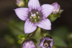 Stiff Gentian, Gentianella quinquefolia