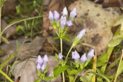 Stiff Gentian, Gentianella quinquefolia