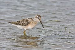 Stilt Sandpiper, Calidris himantopus