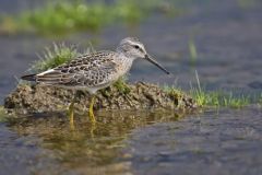 Stilt Sandpiper, Calidris himantopus