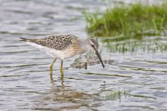 Stilt Sandpiper, Calidris himantopus