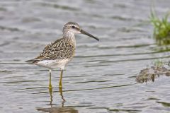 Stilt Sandpiper, Calidris himantopus