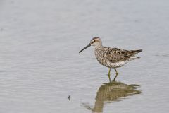 Stilt Sandpiper, Calidris himantopus