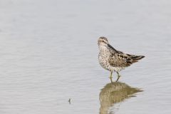 Stilt Sandpiper, Calidris himantopus