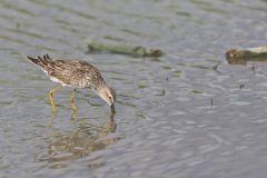 Stilt Sandpiper, Calidris himantopus