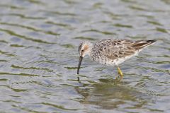 Stilt Sandpiper, Calidris himantopus