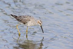 Stilt Sandpiper, Calidris himantopus