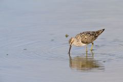 Stilt Sandpiper, Calidris himantopus