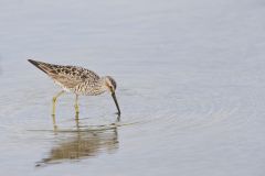 Stilt Sandpiper, Calidris himantopus