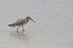 Stilt Sandpiper, Calidris himantopus