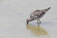 Stilt Sandpiper, Calidris himantopus