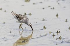 Stilt Sandpiper, Calidris himantopus