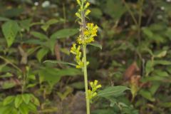 Stout Goldenrod, Solidago squarrosa