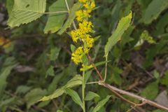 Stout Goldenrod, Solidago squarrosa