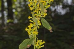 Stout Goldenrod, Solidago squarrosa