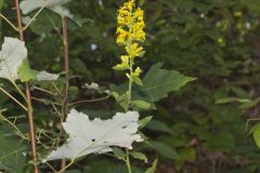 Stout Goldenrod, Solidago squarrosa