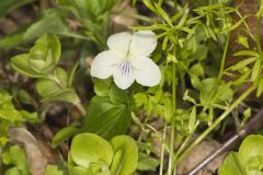 Striped Cream Violet, Viola striata