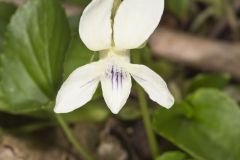 Striped Cream Violet, Viola striata