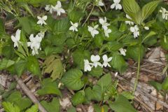 Striped Cream Violet, Viola striata