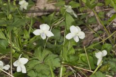 Striped Cream Violet, Viola striata