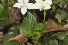 Striped Cream Violet, Viola striata