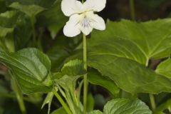 Striped Cream Violet, Viola striata