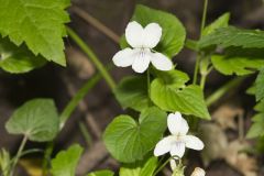 Striped Cream Violet, Viola striata