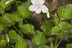 Striped Cream Violet, Viola striata