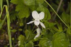 Striped Cream Violet, Viola striata