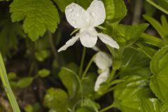 Striped Cream Violet, Viola striata