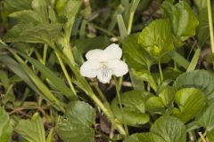 Striped Cream Violet, Viola striata