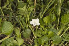 Striped Cream Violet, Viola striata